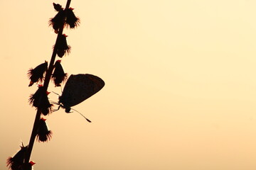 papillon, aube, fond d'écran, beauté, délicatesse, poésie, coucher de soleil, silhouette,...