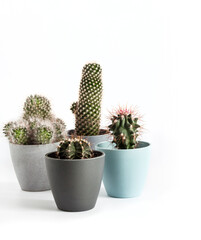 Potted cacti isolated on white background