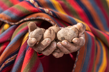 Senior farmer with pile of potatoes in highlands