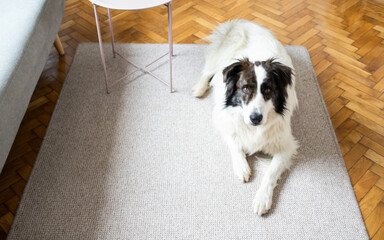 cute white dog in living room