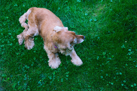 Top View Of Old Cocker Spaniel Dog