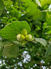 Hazelnuts growing near the Łagiewniki forest in Łódź on a sunny summer day.