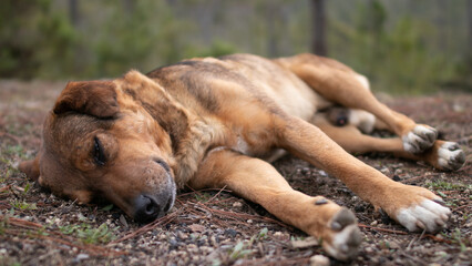 dog sleeping in the grass