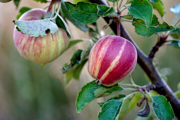 red stripes on an organic apples ripening on the tree in summer