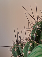 Cactus grosses épines