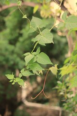 green leaves on a tree