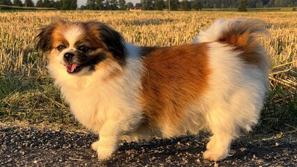 Kleine Tibet Spaniel Dame mit heraushängender Zunge am Wiesenrand.
Sommer, Hund, Hündin, Fell,...