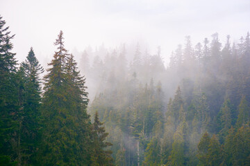spruce forest on a misty autumn day. moody nature background with overcast sky