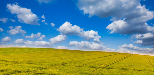 Amazing agriculture landscape, relaxing nature scenic with lines in wheat field under sunny blue sky. Idyllic nature background, panoramic background. Beautiful tranquil farm, countryside nature