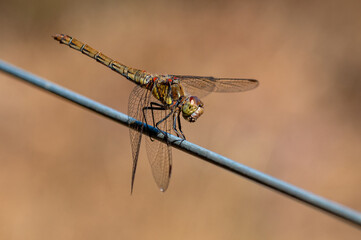 Female ruddy dartar dragonfly, sympetrum sanguineum, perched on fence wire