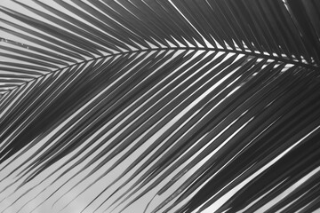 coconut leaf background