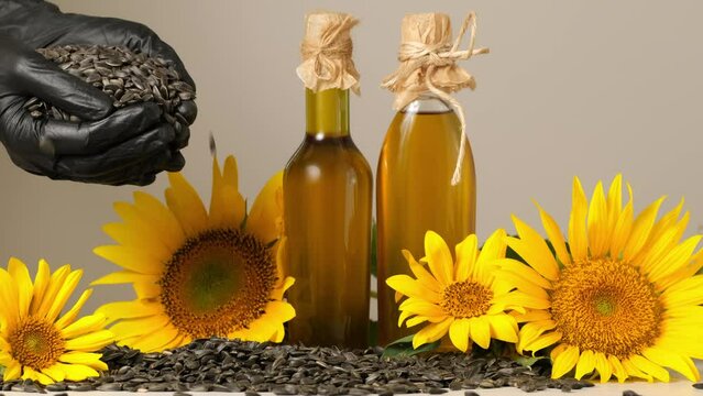 Sunflower oil, yellow sunflower flowers and sunflower seeds in human hands. Sunflower flower and seeds for the manufacture of oil. Organic healthy product made in Ukraine