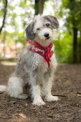 Cute white and grey dog wearing red harness and bandana looking with tilted head