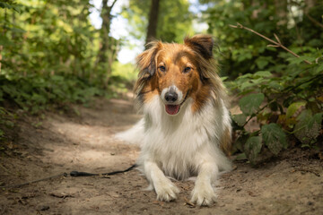 Portrait of sheltie dog lying down on the ground and looking at camera at low level