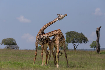 Two male giraffes necking and fighting over dominance in the African bush Masai Mara, Kenya