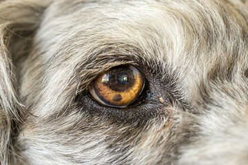 Closeup eye of old grey poodle dog