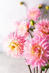 Pink dahlias, beautiful summer flowers in a vase close-up