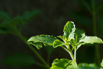 Green leaves and small flowers of Ocimum tenuiflorum or Ocimum sanctum (Holy basil, Thai basil, tulsi) ,Tulsi leaves background.green Tulsi leaf.