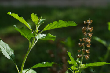 Green leaves and small flowers of Ocimum tenuiflorum or Ocimum sanctum (Holy basil, Thai basil, tulsi) ,Tulsi leaves background.green Tulsi leaf.