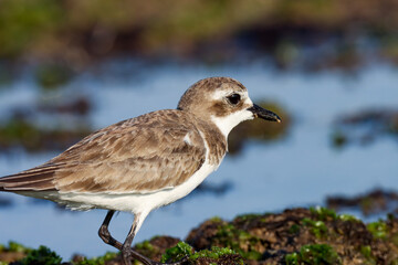 Closeup of Lesser sand plover. Charadrius mongolus. Bird background. Natural background. Abstract background. Bird photo.