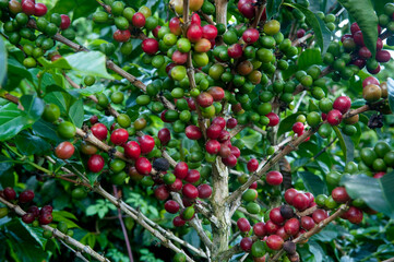 Coffee plantation farm in Finca Lerida, Boquete, Chiriqui province, Panama, Central America.