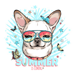Cute chihuahua with butterflies.Summer is coming  illustration. Stylish image for printing on any surface