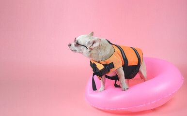  cute brown short hair chihuahua dog wearing sunglasses and orange life jacket or life vest...
