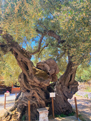 Alter Olivenbaum in Griechenland