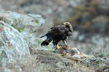 joven aguila real en la montaña