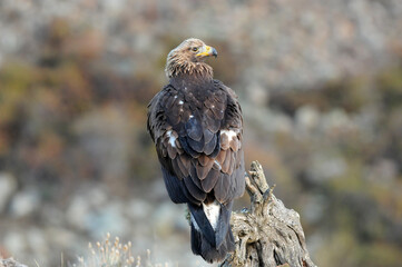 joven aguila real en la montaña