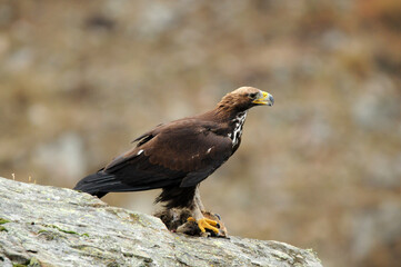 joven aguila real en la montaña