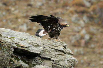 joven aguila real en la montaña