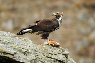 joven aguila real en la montaña