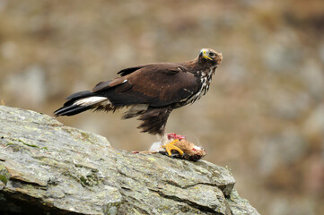 joven aguila real en la montaña