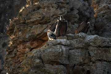 primeras luces sobre los buitres
