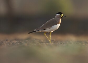 Yellow wattled lapwing on ground. Brown bird. Vanellus malabaricus. Bird background. Natural background. Abstract background. 