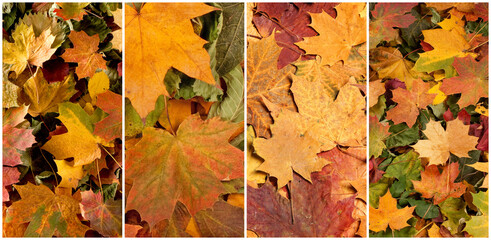 Naklejka na ściany i meble Colorful background of fallen autumn foliage. Seasonal background of colorful leaves. Collage collection.