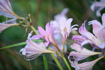 夏に咲いたピンクのリコリス夏水仙
