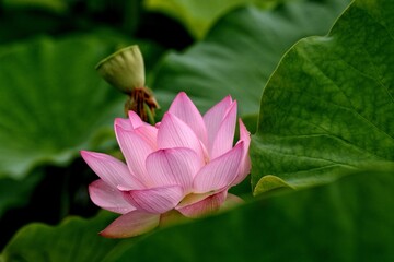pink water lily