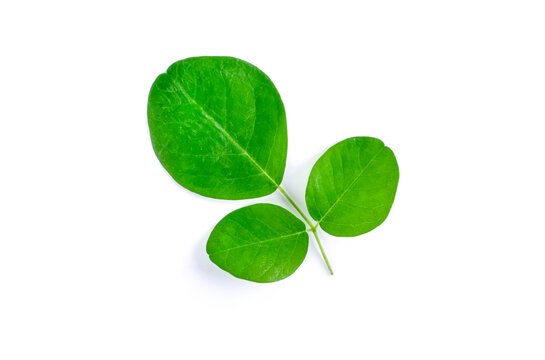 green moringa leaves,tropical herbs isolated on white background