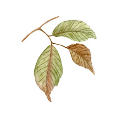 Fototapeta premium Autumn element of a branch from a leaf. Autumn watercolor leaf isolated on white background. Decorative element.