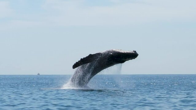 Humpback Whale jumps out of the water, close up and slow motion, steady shot