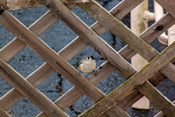 Tufted Titmouse on Lattice