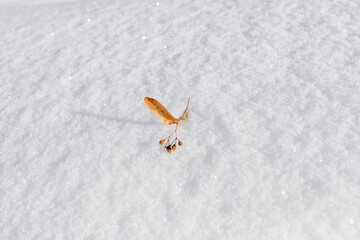 Dry linden seeds on white fluffy clean snow. Winter time. The beauty of nature.
