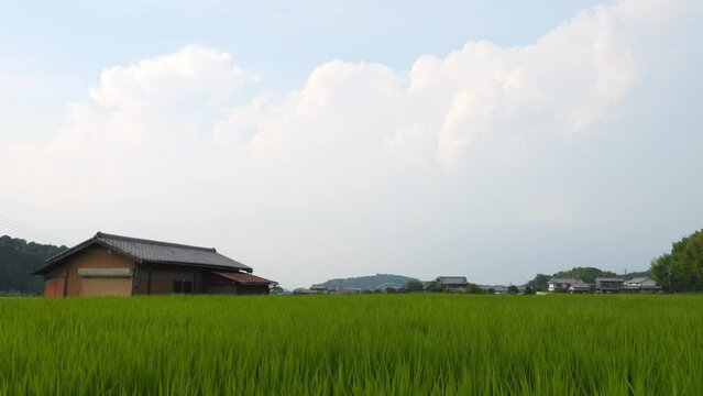 Japan, rural countryside in mid-summer, with large amounts of green growing rice plants in the vicinity.