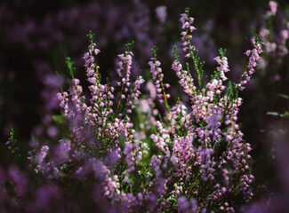 Obraz premium Beautiful heather flowers on blurry background. Close up of heather flowers in sunlight.