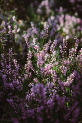 Obraz premium Beautiful heather flowers on blurry background. Close up of heather flowers in sunlight.