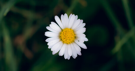 Obraz premium Gänseblümchen Marko