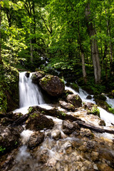 stream in the forest