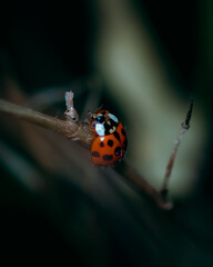 Marienkäfer auf Blatt